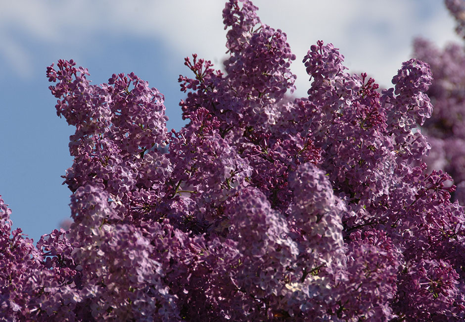 Syringa hyacinthiflora "Pocahontas"